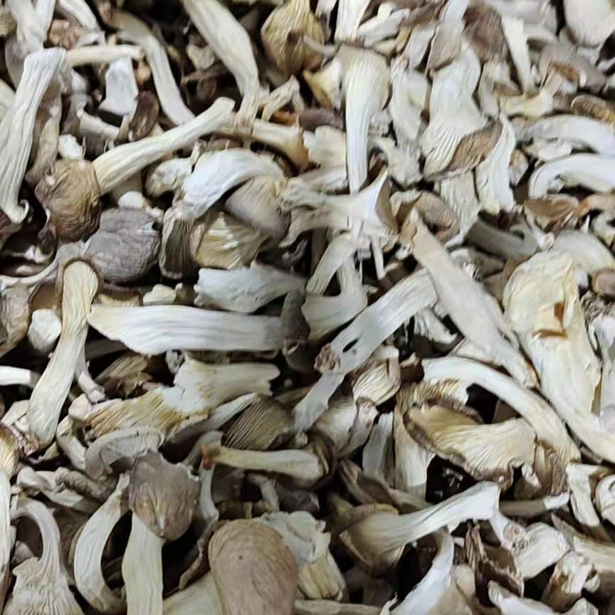 Wholesale Crisp And Delicious Dried Mushroom Oyster Mushroom