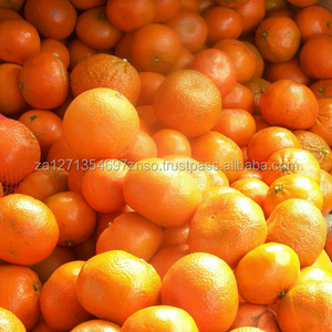 FRESH NAVEL Oranges AND VALENCIA ORANGES Fresh Sweet Valencia Orange/ Navel Orange from South Africa Origin Available.