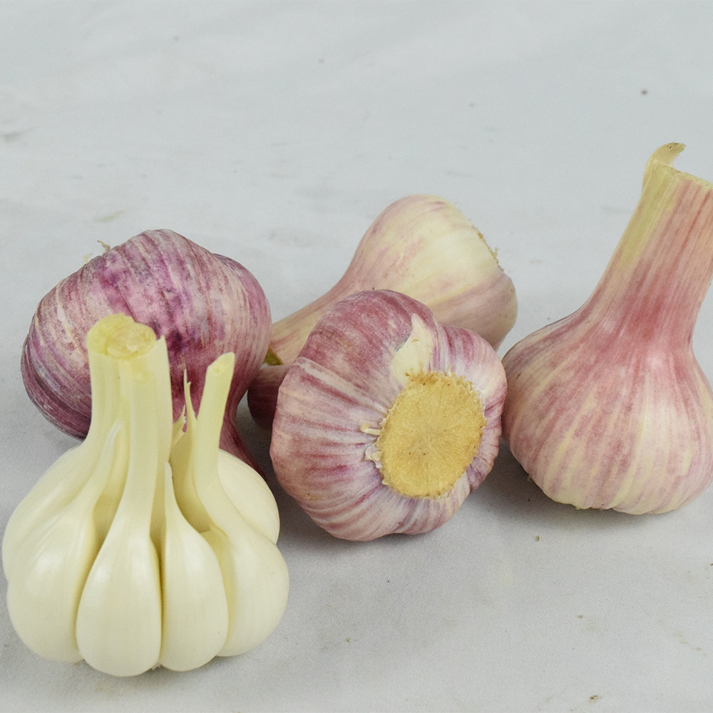 Mexico Low Price Fresh Garlic Crop Fresh Pure Peeled Garlic Fresh Garlic Exporter Supplier