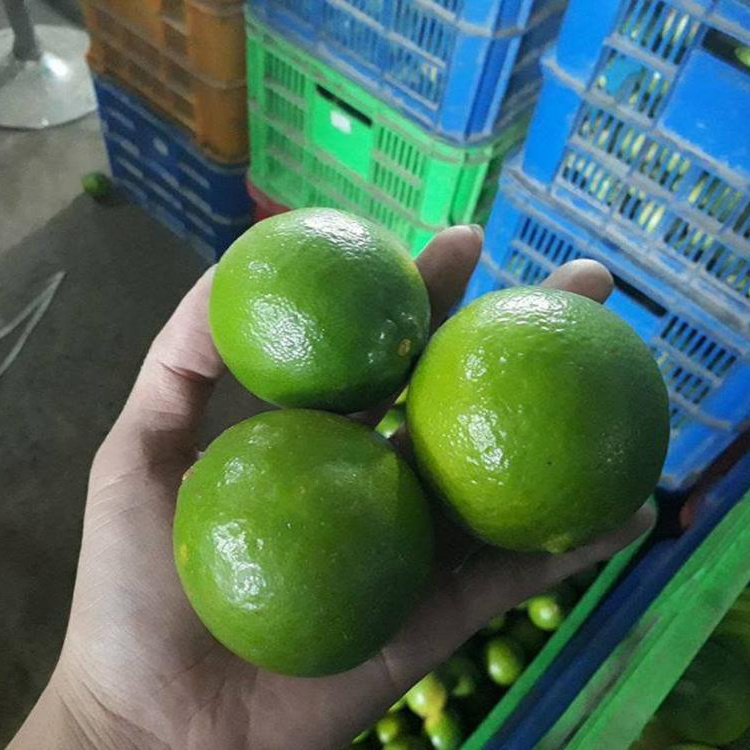 Fresh Oranges For Sale / Sweet Fresh Citrius Fruits At Wholesale Price/ Fresh Sweet Orange For Sale