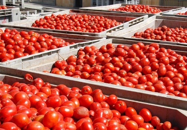 Fresh Round Quality Iron Red Tomatoes for Sale