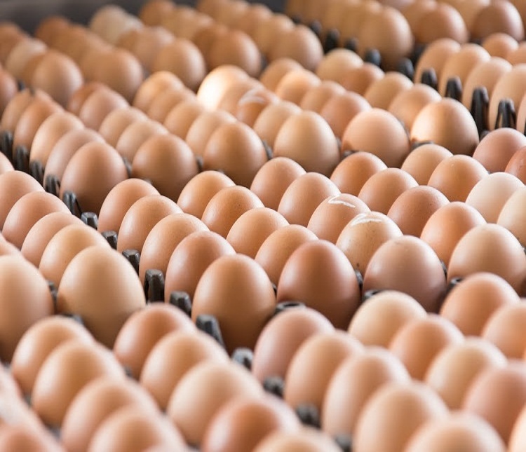 Fertilized Chicken Eggs/ Cobb 500 Broiler Chicken Eggs/Fresh Cobb 700 Fertile eggs Fresh White and brown table eggs