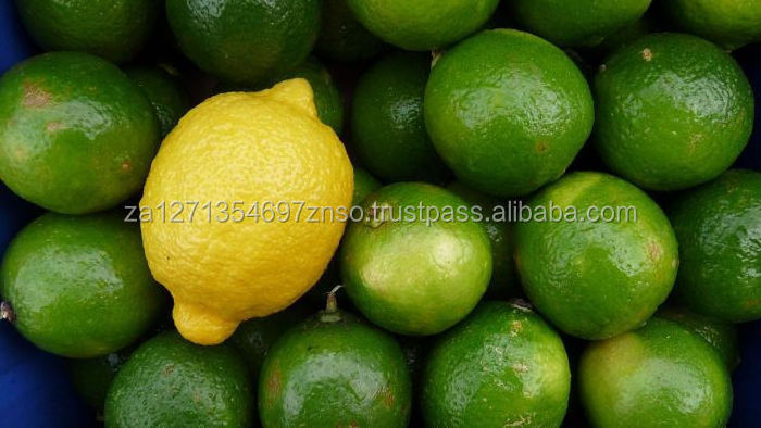 Fresh Oranges For Sale / Sweet Fresh Citrius Fruits At Wholesale Price/ Fresh Sweet Orange For Sale