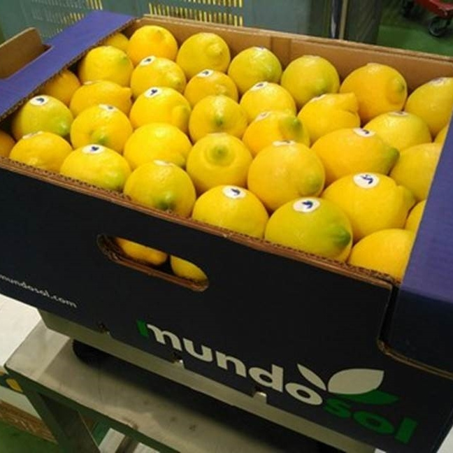 Fresh Oranges For Sale / Sweet Fresh Citrius Fruits At Wholesale Price/ Fresh Sweet Orange For Sale