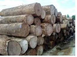 Oak Wood Logs and Oak/ Beech/ Spruce Logs, 25 + in Diameter Available to our customers at very cheap and affordable prices