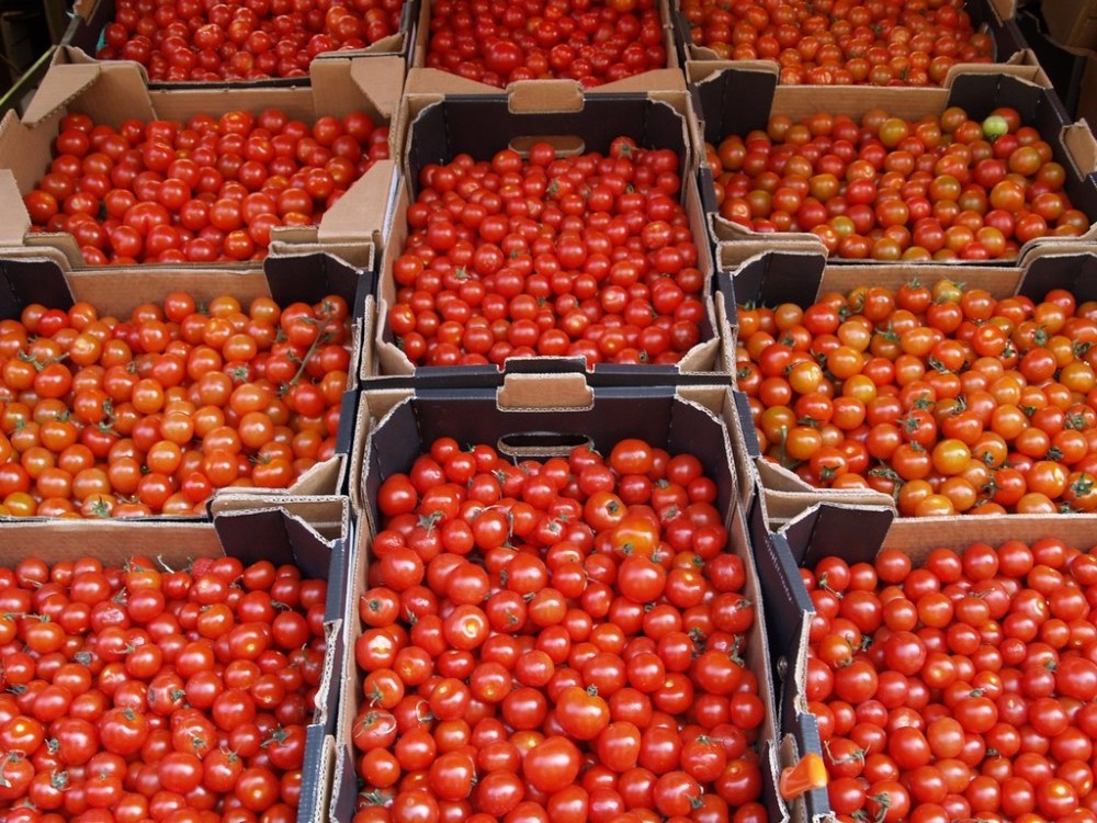 Fresh Round Quality Iron Red Tomatoes for Sale