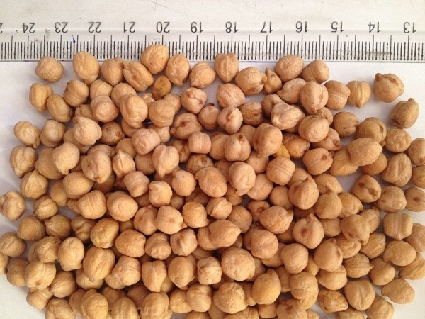 Chickpeas high protein content rich in useful vitamins and minerals for proper healthy eating whole and broken chickpeas