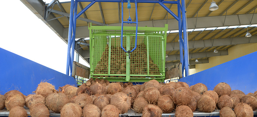 100% Natural Semi Husked Coconut Customized logo and Packaging Fresh Coconuts With 3 Months Shelf Life