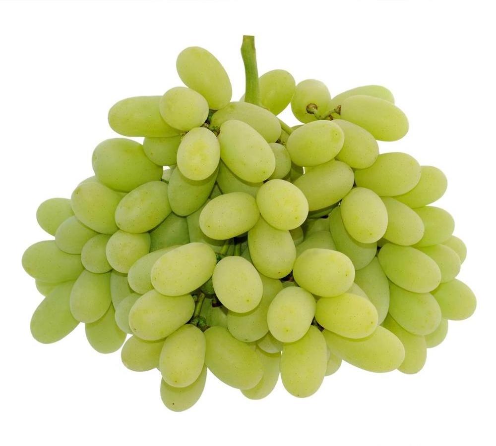 Hot Sale High Quality South Africa Fresh Grapes Sugar: 19%/Red grapes and Seedless Fresh Grapes for sale