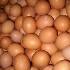 Fertilized Chicken Eggs/ Cobb 500 Broiler Chicken Eggs/Fresh Cobb 700 Fertile eggs Fresh White and brown table eggs