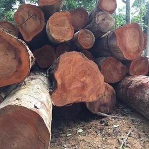 Oak Wood Logs and Oak/ Beech/ Spruce Logs, 25 + in Diameter Available to our customers at very cheap and affordable prices