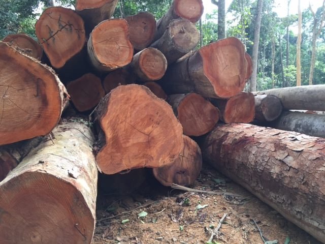 Oak Wood Logs and Oak/ Beech/ Spruce Logs, 25 + in Diameter Available to our customers at very cheap and affordable prices