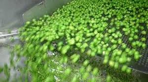 Premium Frozen Sweet Green Peas for Importers High Quality  IQF Frozen Green peas frozen vegetables for sale at good prices