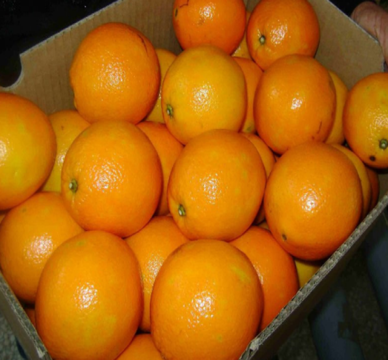 premium grade import navel orange with wholesale price for sale packing in boxes  fruit  dry orange fruit  orange fresh