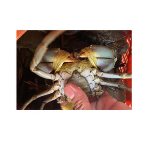 high quality live king crab for sale bulk supplier hot sale live mud crabs blue frozen mud snow crab