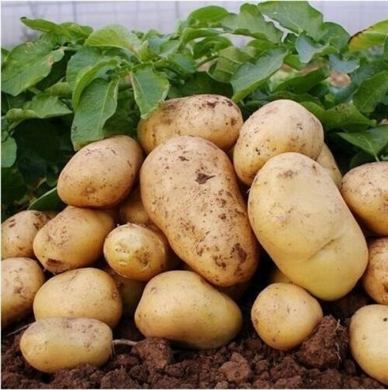 high quality cheap price professional export wholesalers fresh potato for sale Vegetable Fresh Potato Fresh holland potatoes