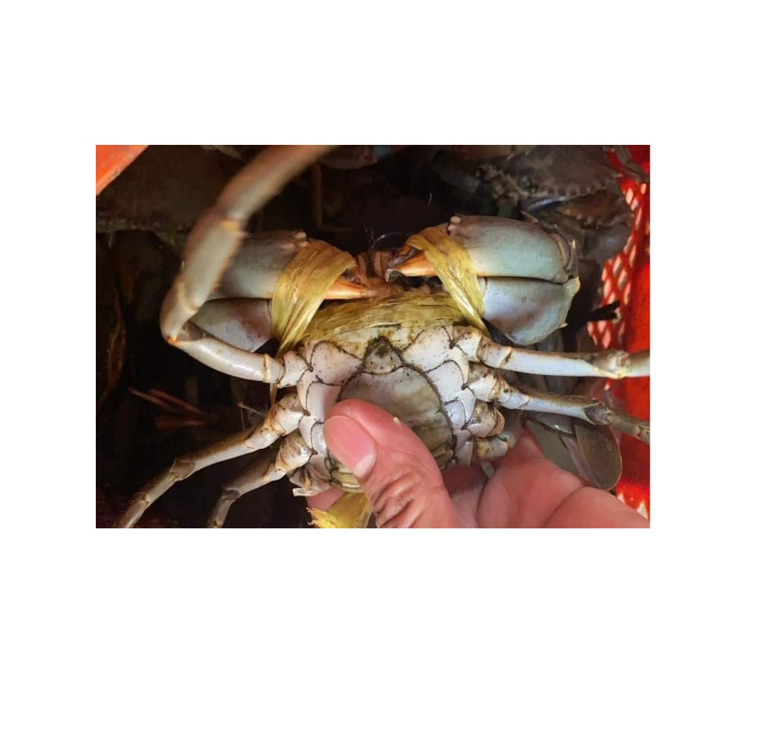 high quality live king crab for sale bulk supplier hot sale live mud crabs blue frozen mud snow crab