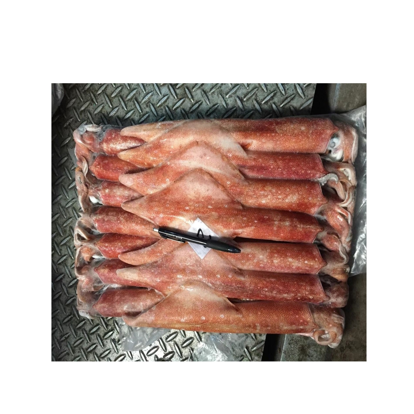 frozen loligo squid high protein cheap for human consumption bulk wholesales  Frozen squid loligo