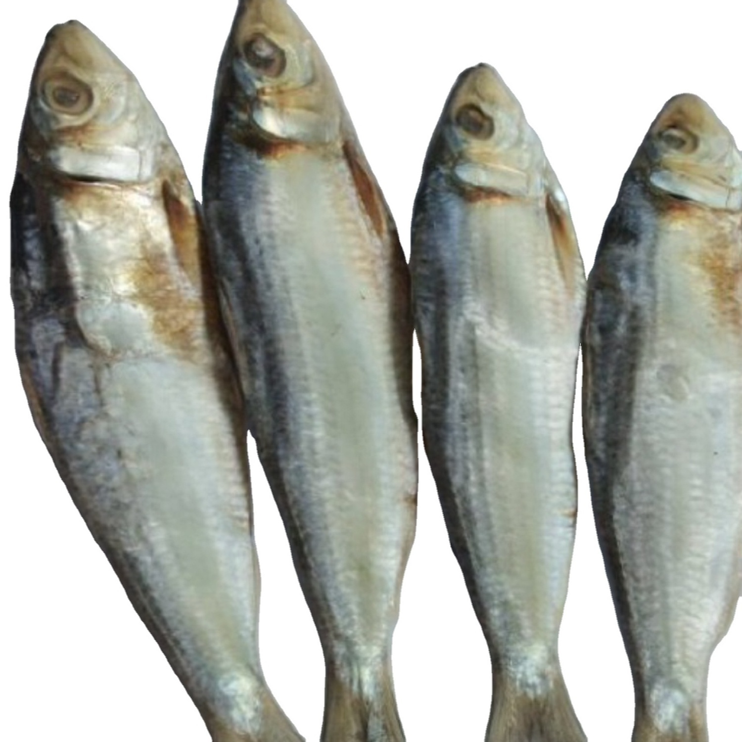 high quality wholesale no salted smoked herring fish