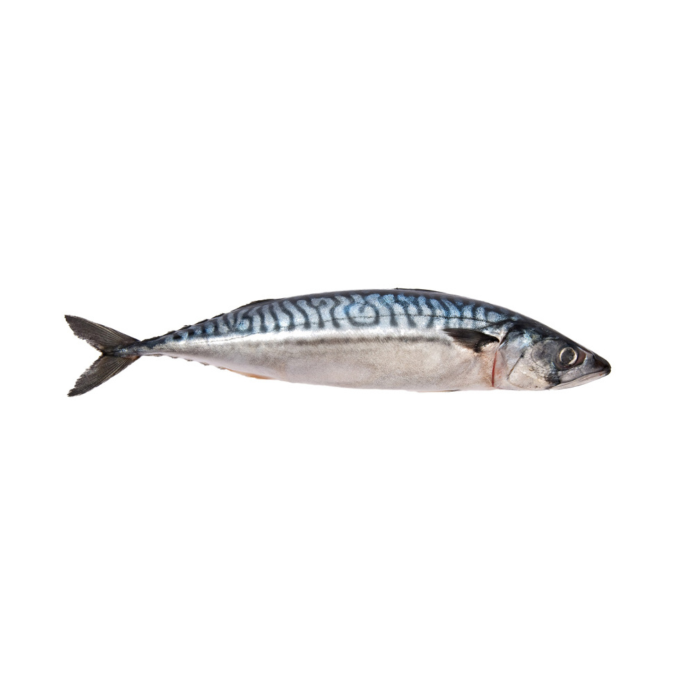 Healthy Sea Food Dried Whole Round Frozen Pacific Mackerel Fish