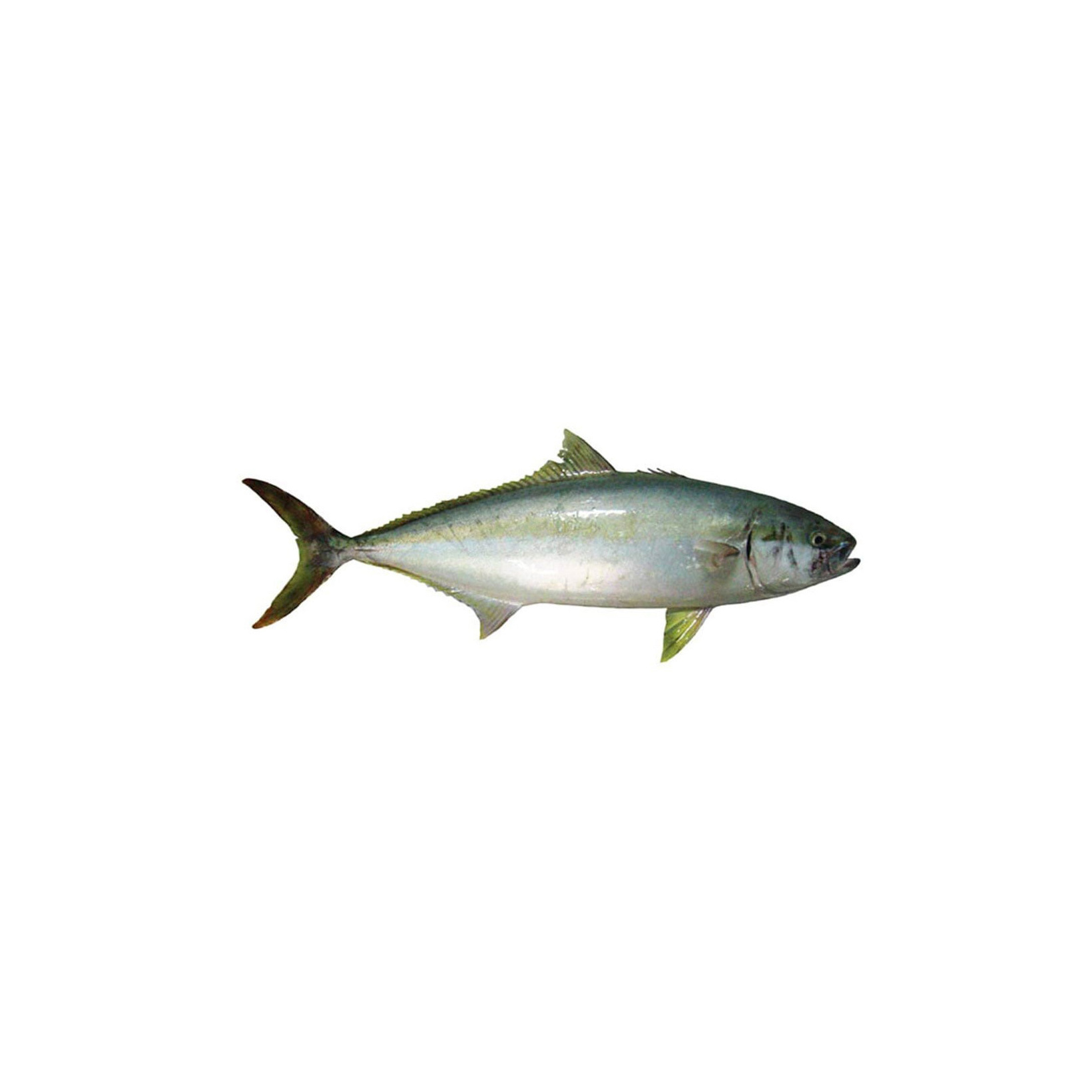 Reasonable Natural Fresh Factory Wholesale Frozen Salmon Fish fresh Salmon Prices