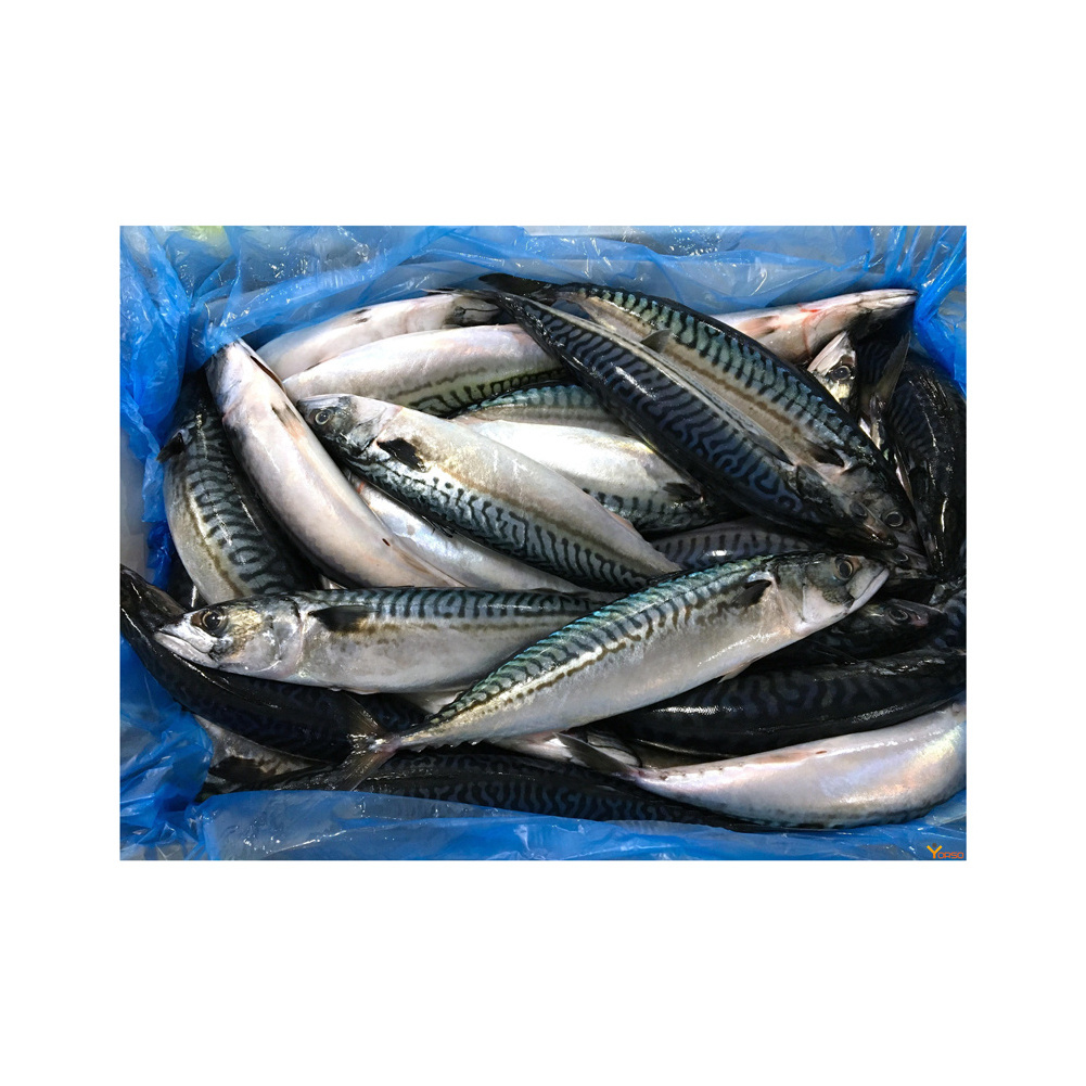 Healthy Sea Food Dried Whole Round Frozen Pacific Mackerel Fish