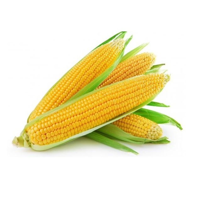 Yellow corn Maize - Wholesale Canadian Sweet Yellow Corn For Animal Feed