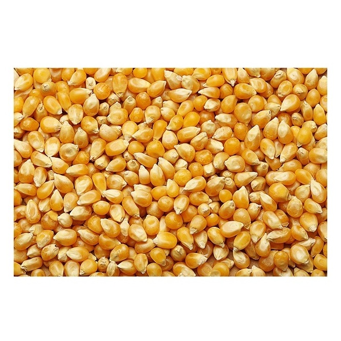 Yellow corn Maize - Wholesale Canadian Sweet Yellow Corn For Animal Feed