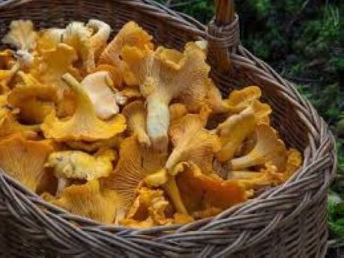 DRIED CHANTERELLES MUSHROOM