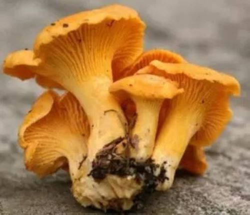 DRIED CHANTERELLES MUSHROOM