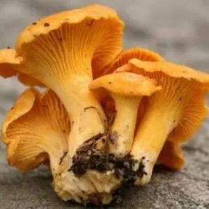 DRIED CHANTERELLES MUSHROOM