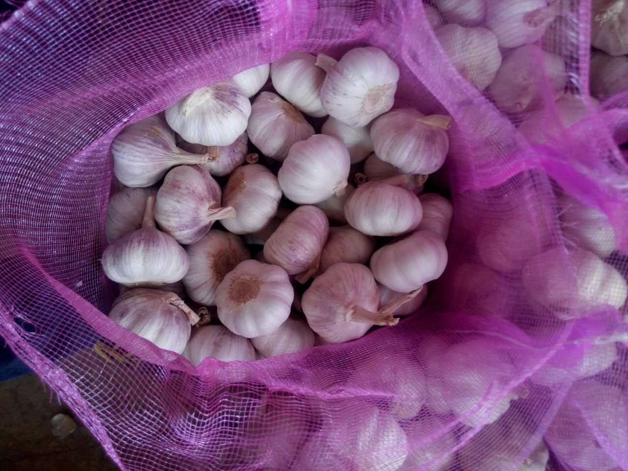 GARLIC 2024 CROP FOR SELL TOP QUALITY DEHYDRATED GARLIC, FROZEN GARLIC, CLOVE WHOLESALE SUPPLIERS PRICE