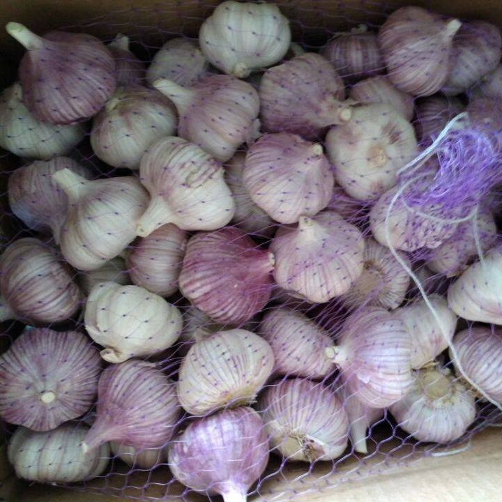 GARLIC 2024 CROP FOR SELL TOP QUALITY DEHYDRATED GARLIC, FROZEN GARLIC, CLOVE WHOLESALE SUPPLIERS PRICE