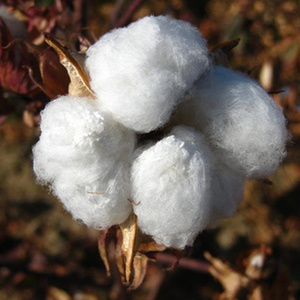 Organic raw cotton bales Ready For International Market