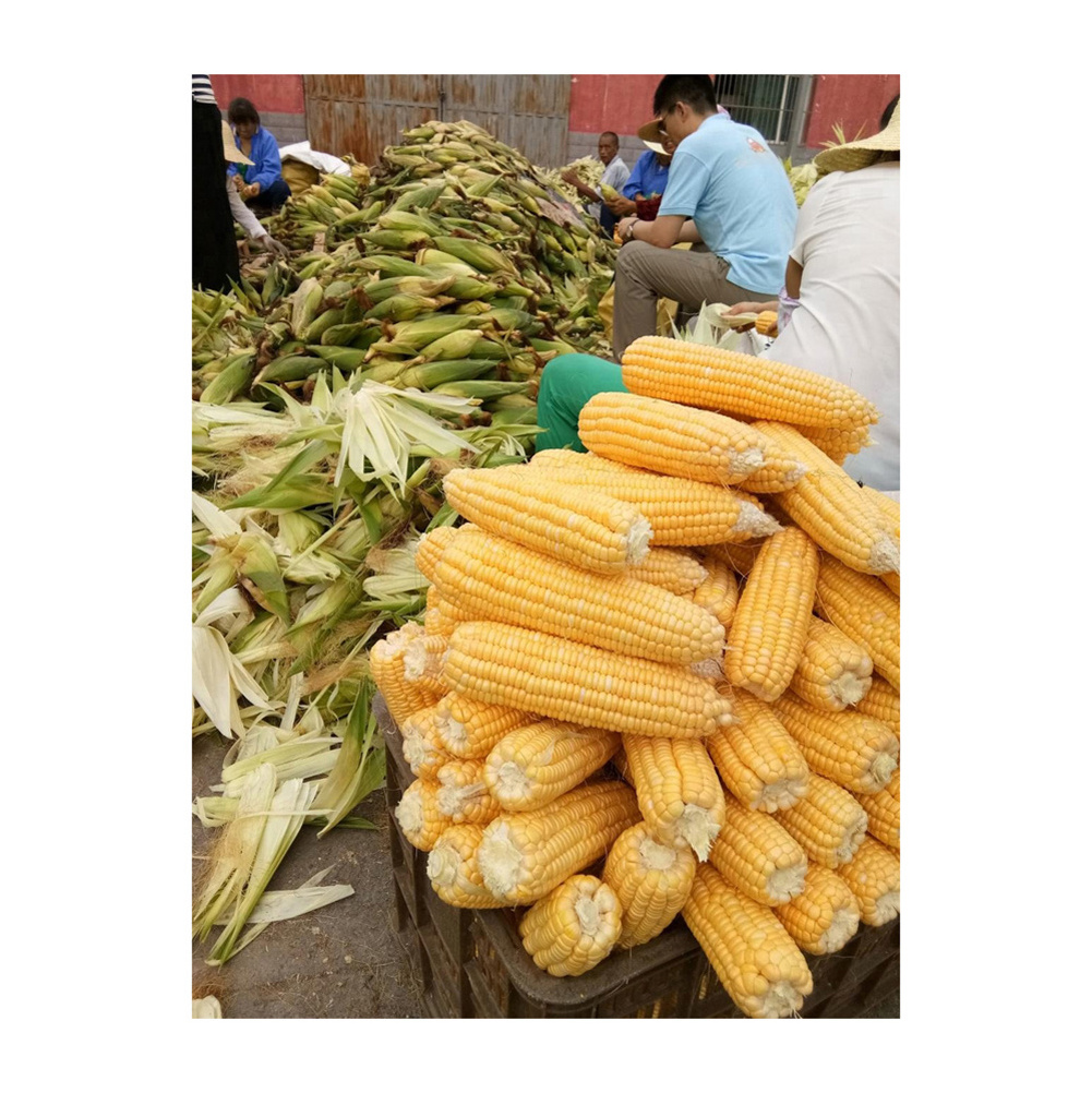 High Quality Yellow Corn and White Corn/ Yellow Maize for Animal Feed