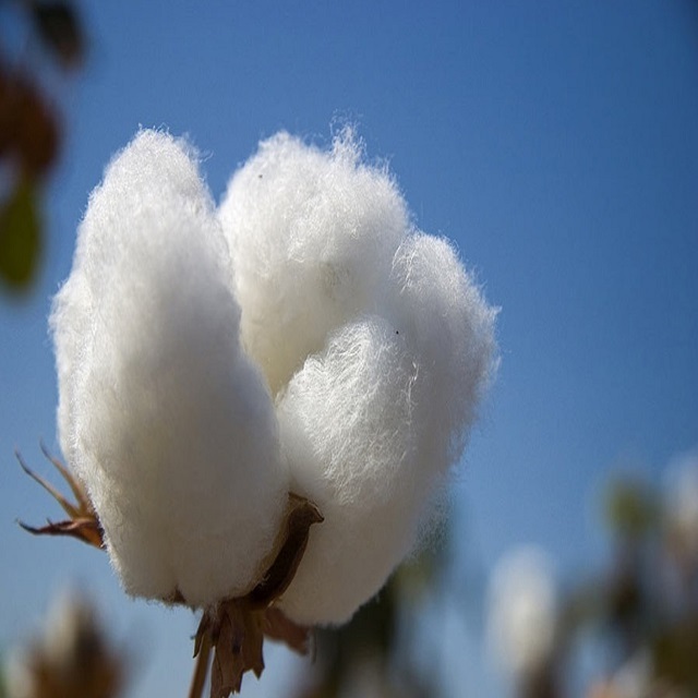 Cheap price Cotton Yarn / Cotton Fiber Buy 100% raw organic cotton