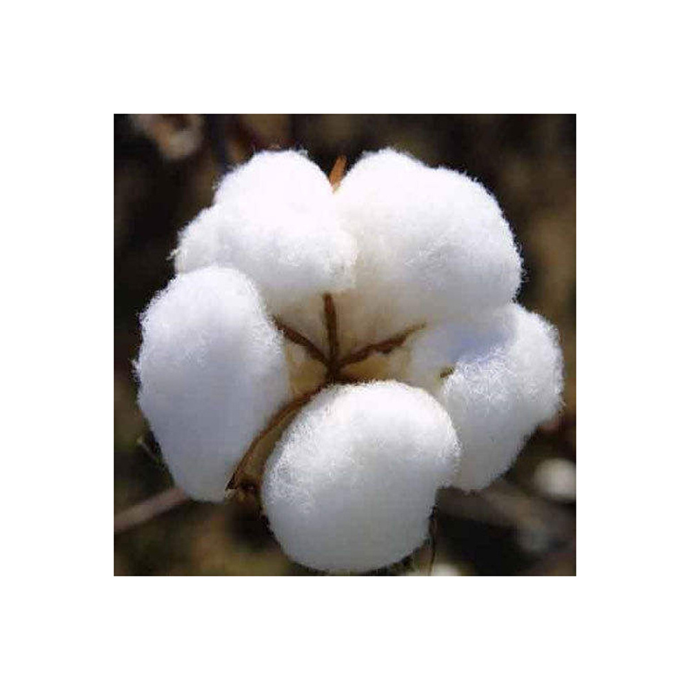 Cheap price Cotton Yarn / Cotton Fiber Buy 100% raw organic cotton