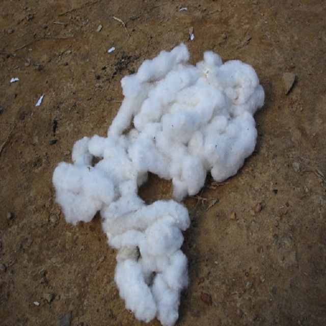 Wholesale Raw cotton natural filling material great quality wholesale raw cotton