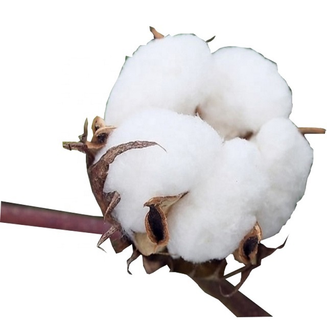 Cheap price Cotton Yarn / Cotton Fiber Buy 100% raw organic cotton