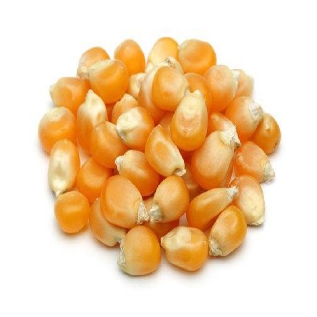 Top Sale yellow seed popcorn maize non-gmo best popcorn Kernels popping corn raw maize seeds organic popping corn for sale