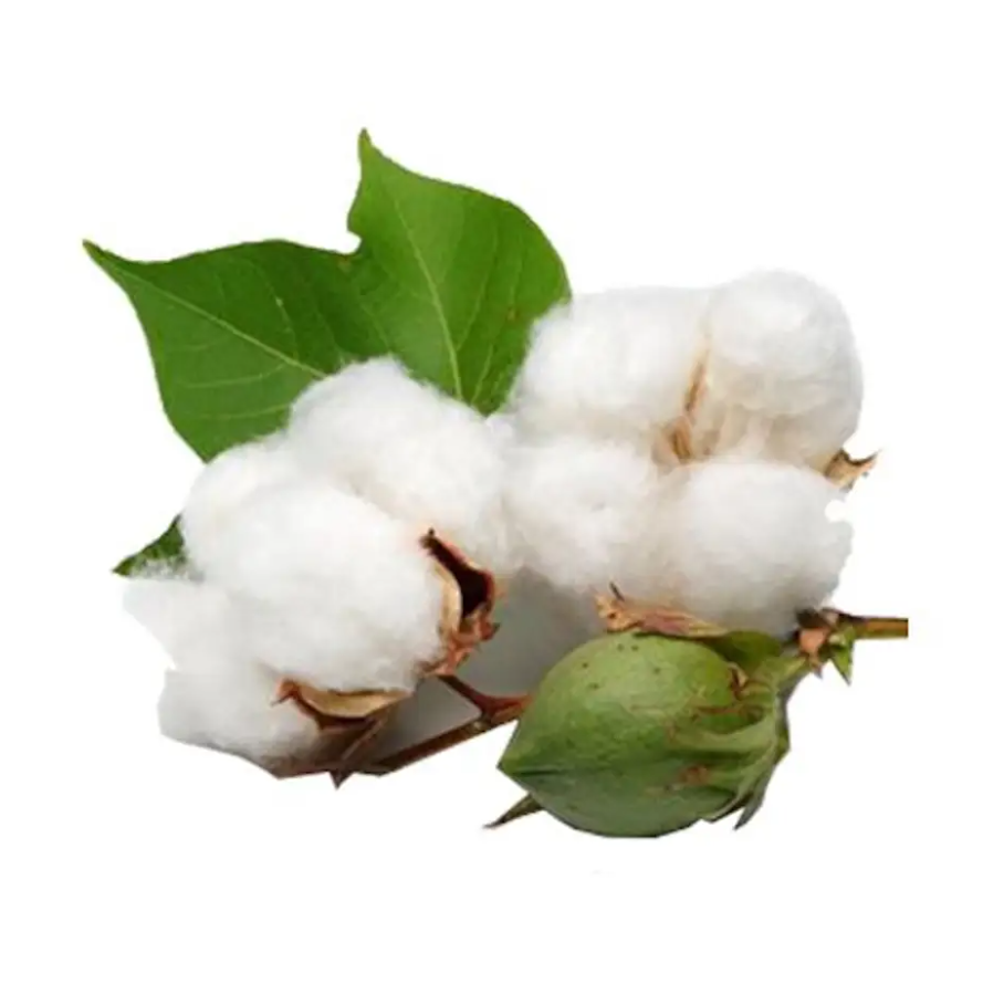 Top Quality raw cotton cis waste flocking powder pillow fill organic cotton yarn cotton raw