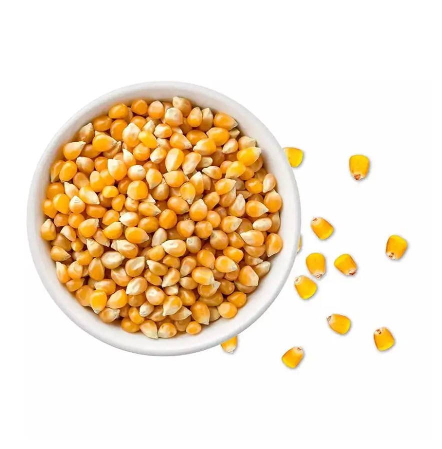 Top Sale yellow seed popcorn maize non-gmo best popcorn Kernels popping corn raw maize seeds organic popping corn for sale