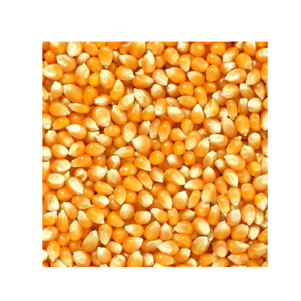 High Quality Yellow Corn and White Corn/ Yellow Maize for Animal Feed