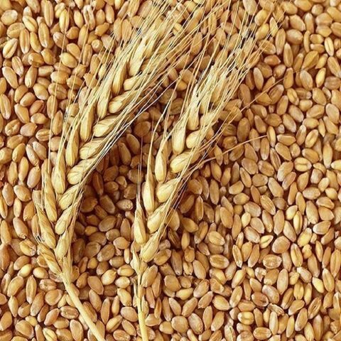 Wheat Gluten Factory Supply Vital Wheat Gluten 80% Flour Bulk Vital Wheat Gluten