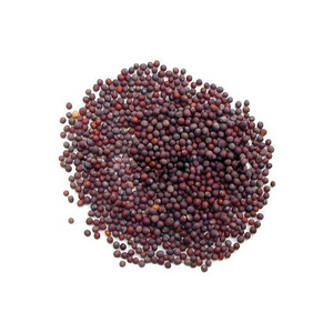 New Arrival Fresh Quality 2022 Crop Bulk Selling Natural Organic Yellow Mustard Seeds mustard seed black