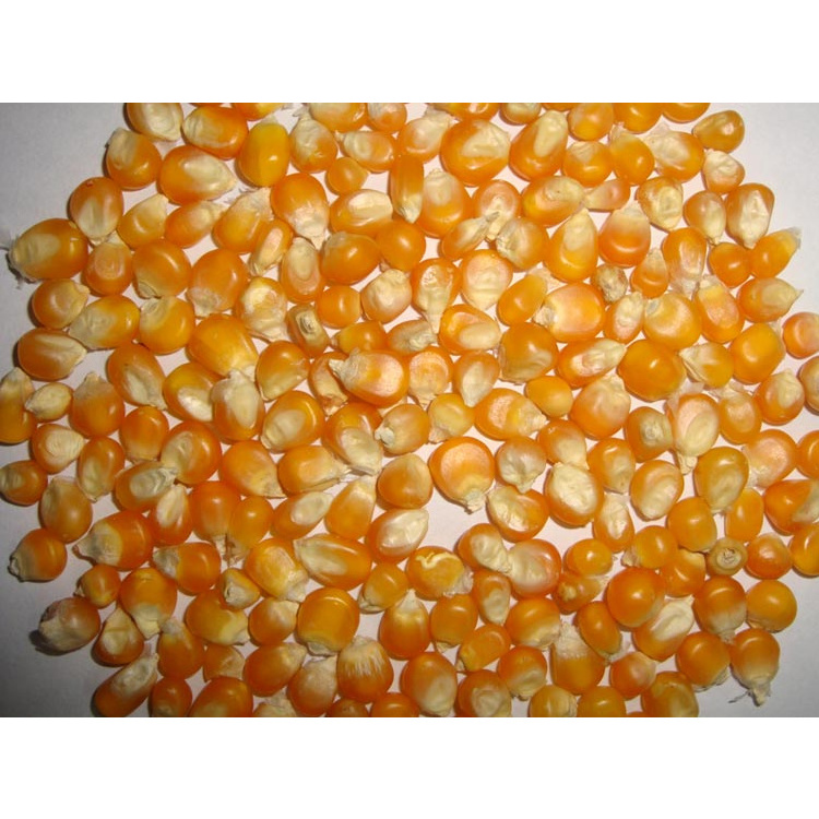 2022 Crop New Arrival Huge Demand Natural Organic Yellow Dried Sweet Corn