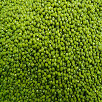 Best Seller Green Giant Mung Beans