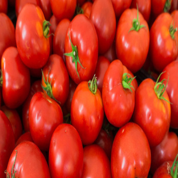 High Quality Cheap Priced Organic Fresh Beef, Cherry Plum Fresh Tomatoes factory price