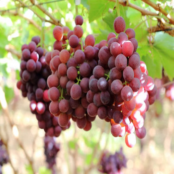 Fresh Red Crimson Grape Green Grape Export Quality from South Africa America Europe New Crop IQF