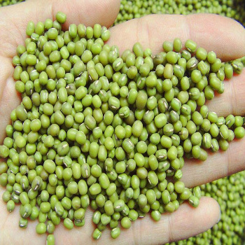 Best Seller Green Giant Mung Beans